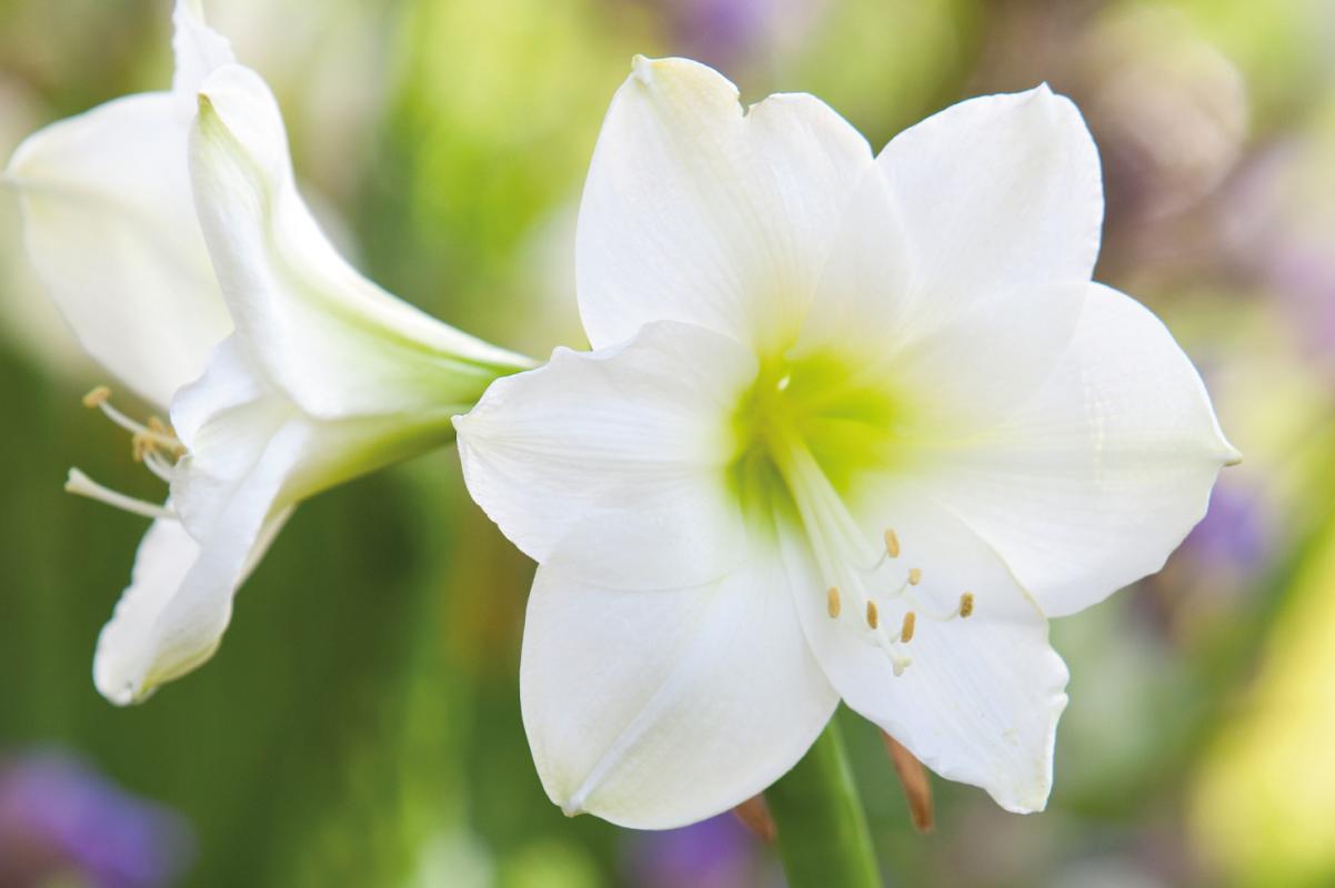 Amaryllis-1 witte amaryllis german