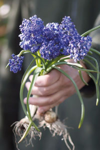 bulb afbeelding