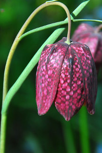 bulb afbeelding