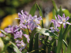 bulb afbeelding