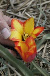 bulb afbeelding