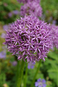 bulb afbeelding