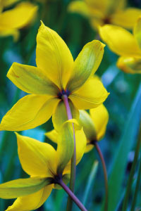 bulb afbeelding