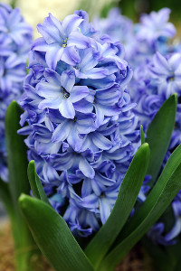 bulb afbeelding