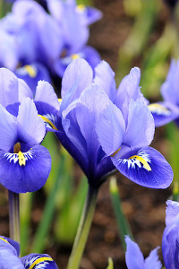 bulb afbeelding
