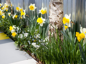 bulb afbeelding