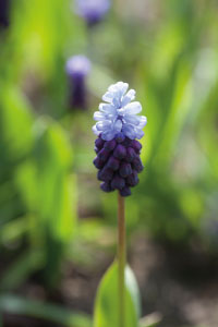 bulb afbeelding