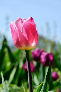 bulb afbeelding