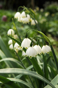 bulb afbeelding