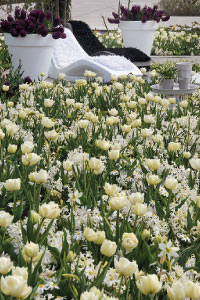 bulb afbeelding