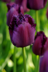 bulb afbeelding