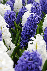 bulb afbeelding