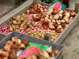 bulb afbeelding