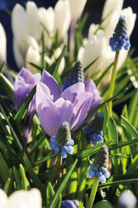 bulb afbeelding