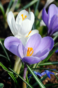 bulb afbeelding