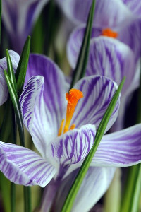 bulb afbeelding