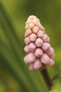 bulb afbeelding