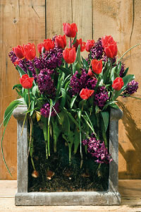 bulb afbeelding