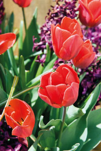 bulb afbeelding