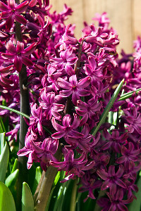 bulb afbeelding