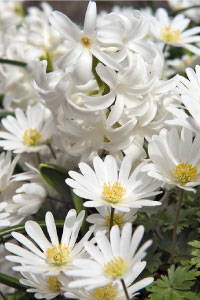 bulb afbeelding