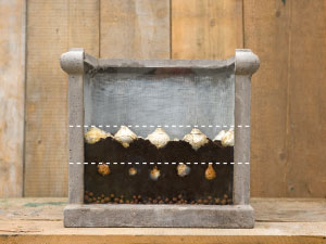 bulb afbeelding