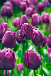bulb afbeelding
