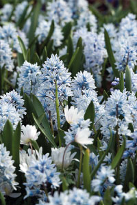 bulb afbeelding