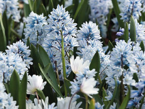 bulb afbeelding