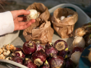 bulb afbeelding
