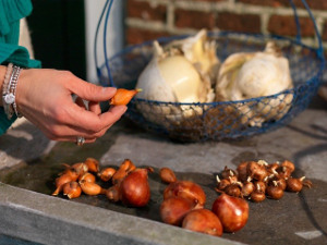 bulb afbeelding