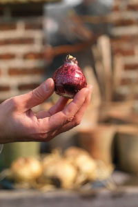 bulb afbeelding