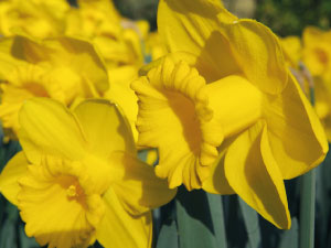 bulb afbeelding