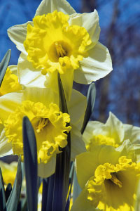 bulb afbeelding