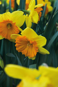 bulb afbeelding
