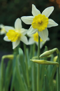 bulb afbeelding