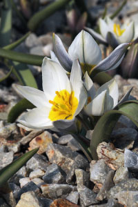 bulb afbeelding