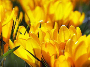 bulb afbeelding