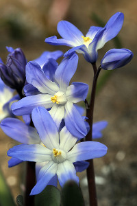 bulb afbeelding