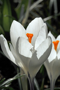 bulb afbeelding