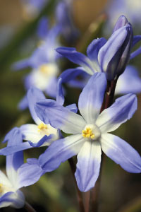 bulb afbeelding