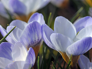 bulb afbeelding
