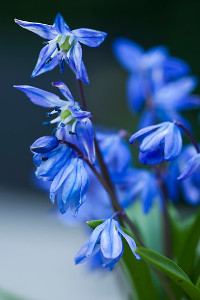 bulb afbeelding