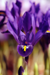 bulb afbeelding