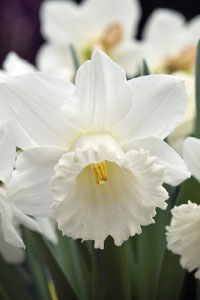bulb afbeelding