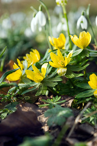 bulb afbeelding