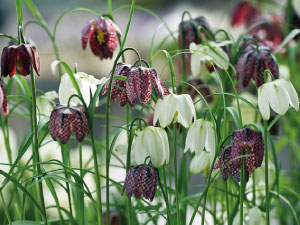bulb afbeelding