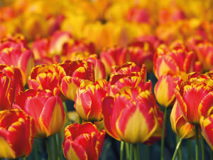 bulb afbeelding
