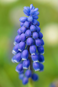 bulb afbeelding