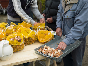 bulb afbeelding